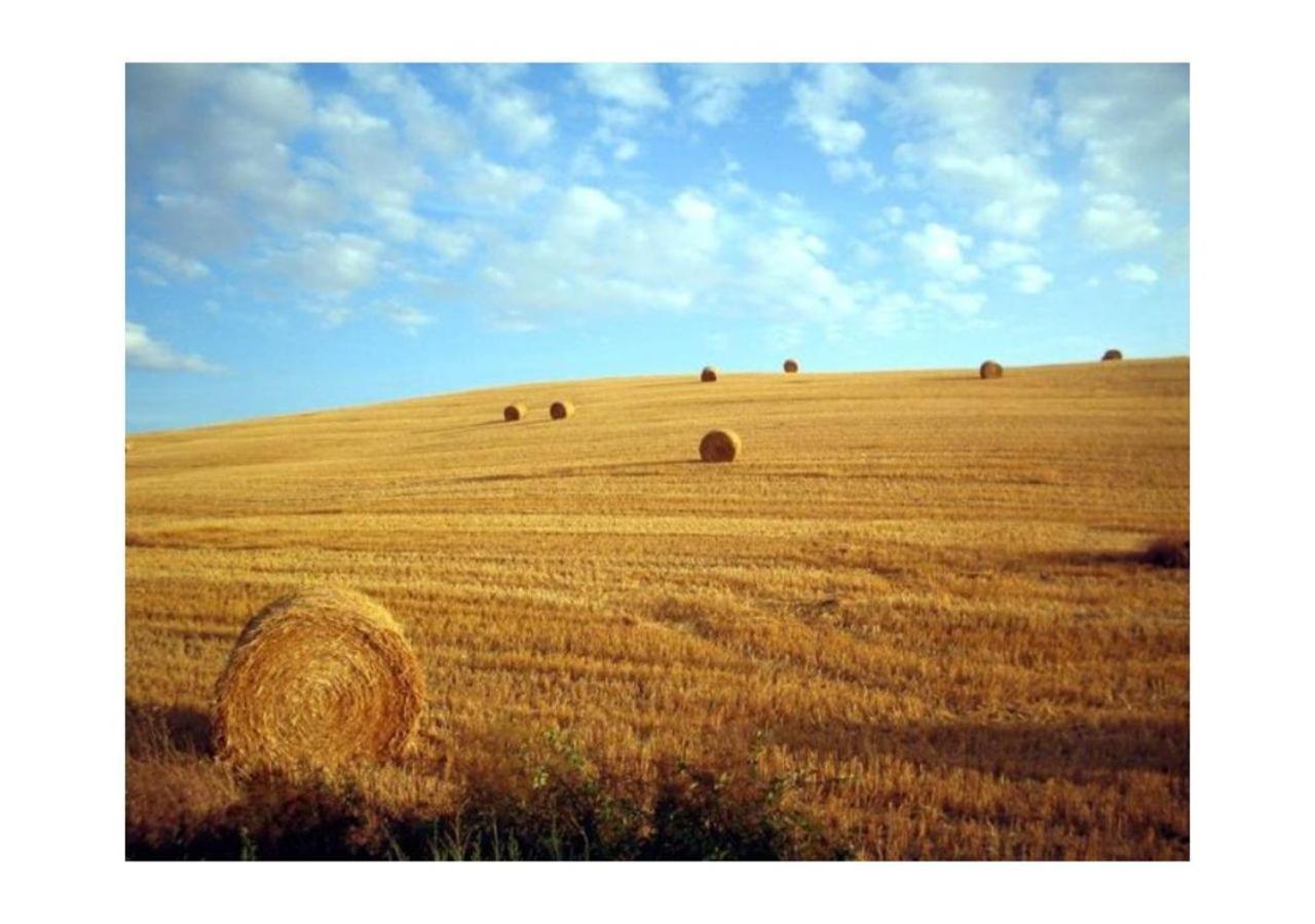 Agriturismo Le Crete - Appartamenti Asciano Exteriör bild